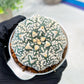 Custom Order- We’ll send you the exact live plant pictured (T3) (R6) | Ship from USA | 3" Pot