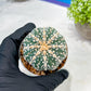 Custom Order- We’ll send you the exact live plant pictured (T3) (o1) | NEVADA Plant Seller | 3" Pot