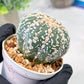 Custom Order- We’ll send you the exact live plant pictured (T3) (o1) | NEVADA Plant Seller | 3" Pot