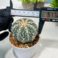 Custom Order- We’ll send you the exact live plant pictured (T3) (o1) | NEVADA Plant Seller | 3" Pot