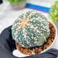Custom Order- We’ll send you the exact live plant pictured (T3) (o1) | NEVADA Plant Seller | 3" Pot