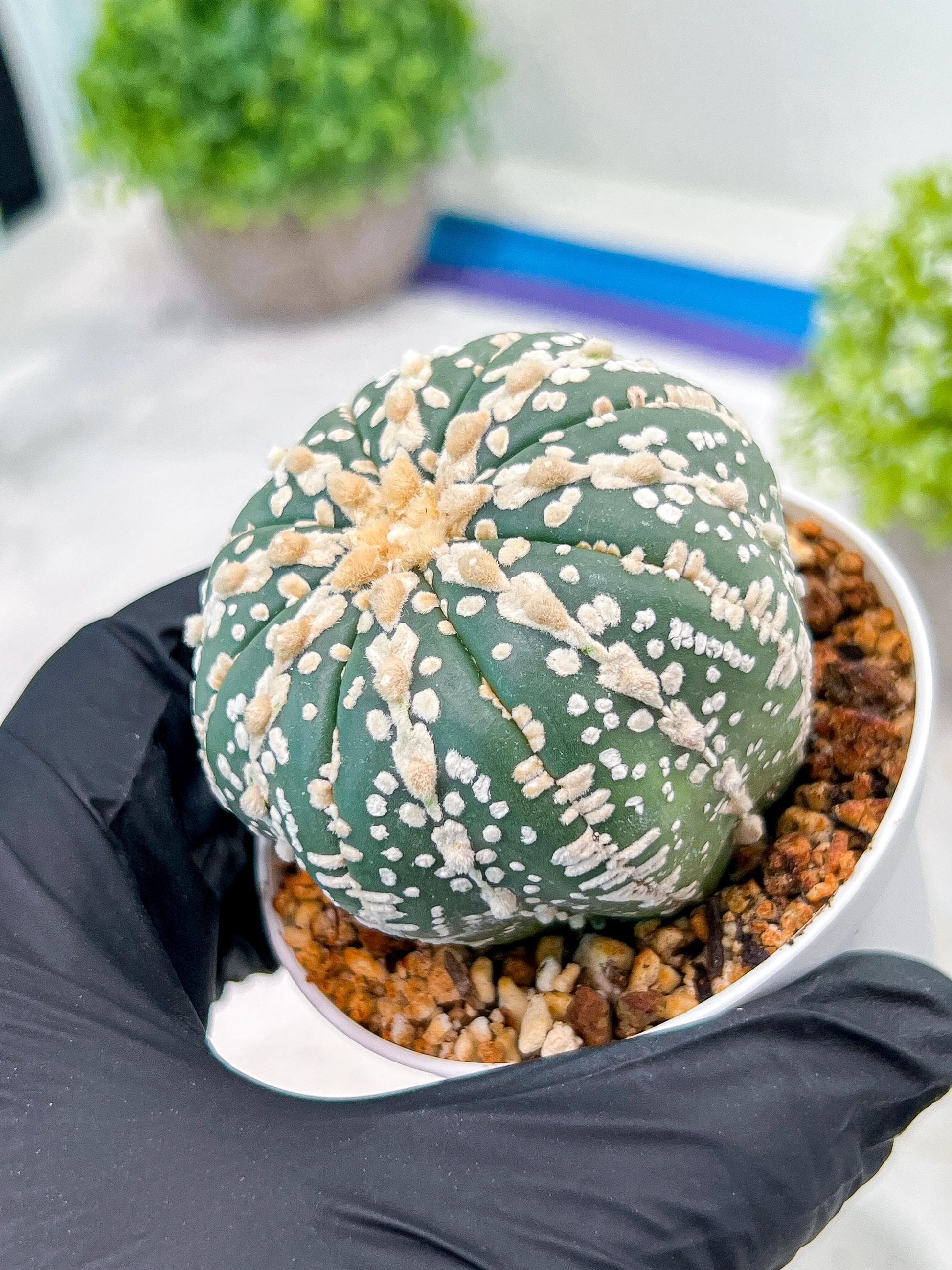 Custom Order- We’ll send you the exact live plant pictured (T3) (o1) | NEVADA Plant Seller | 3" Pot