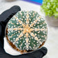 Custom Order- We’ll send you the exact live plant pictured (T3) (o1) | NEVADA Plant Seller | 3" Pot
