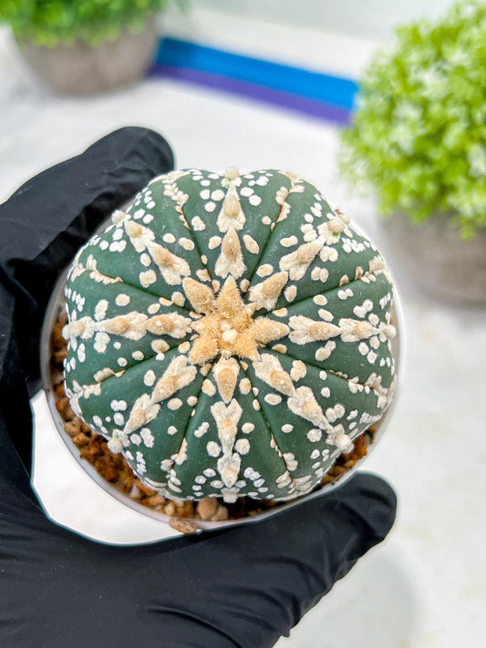 Custom Order- We’ll send you the exact live plant pictured (T3) (o1) | NEVADA Plant Seller | 3" Pot