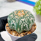 Custom Order- We’ll send you the exact live plant pictured (T3) (o2) | NEVADA Plant Seller | 3" Pot