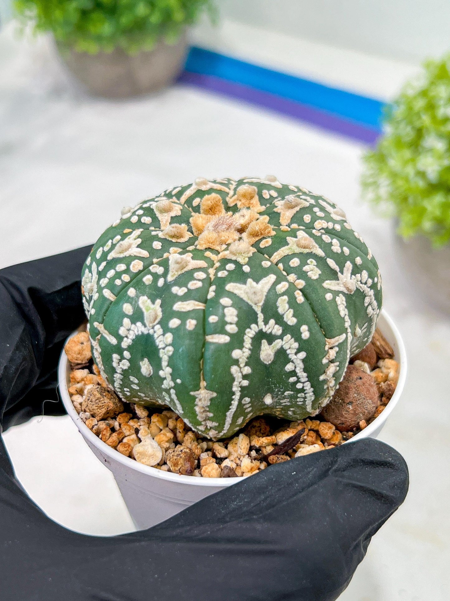 Custom Order- We’ll send you the exact live plant pictured (T3) (o2) | NEVADA Plant Seller | 3" Pot