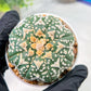 Custom Order- We’ll send you the exact live plant pictured (T3) (o2) | NEVADA Plant Seller | 3" Pot