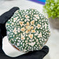 Custom Order- We’ll send you the exact live plant pictured (T3) (o3) | Las Vegas Plant Seller | 3" Pot