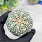 Custom Order- We’ll send you the exact live plant pictured (T3) (o3) | Las Vegas Plant Seller | 3" Pot