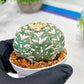 Custom Order- We’ll send you the exact live plant pictured (T3) (o4) | Vegas Seller | 3" Pot