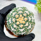 Custom Order- We’ll send you the exact live plant pictured (T3) (o4) | Vegas Seller | 3" Pot