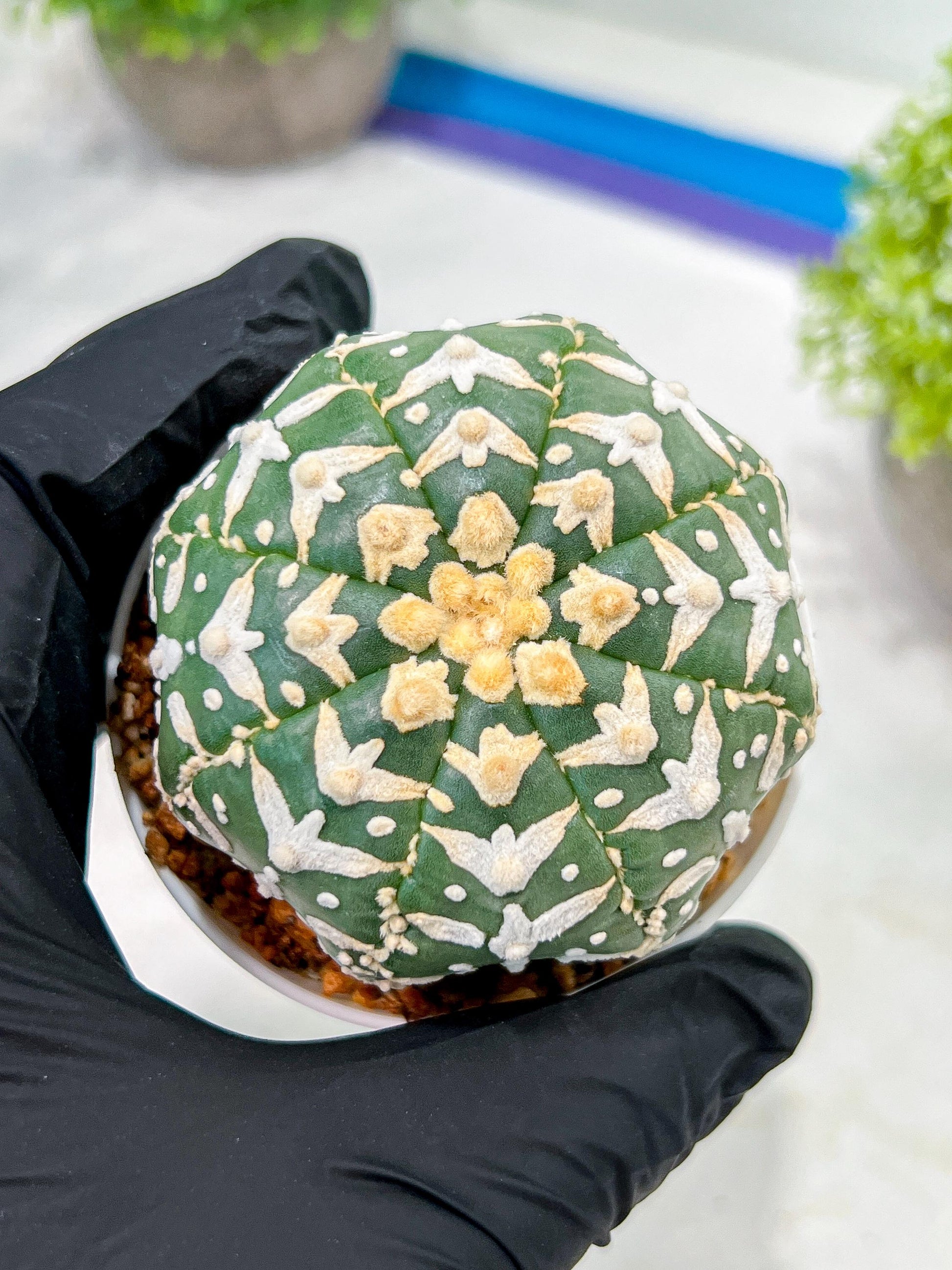 Custom Order- We’ll send you the exact live plant pictured (T3) (o4) | Vegas Seller | 3" Pot