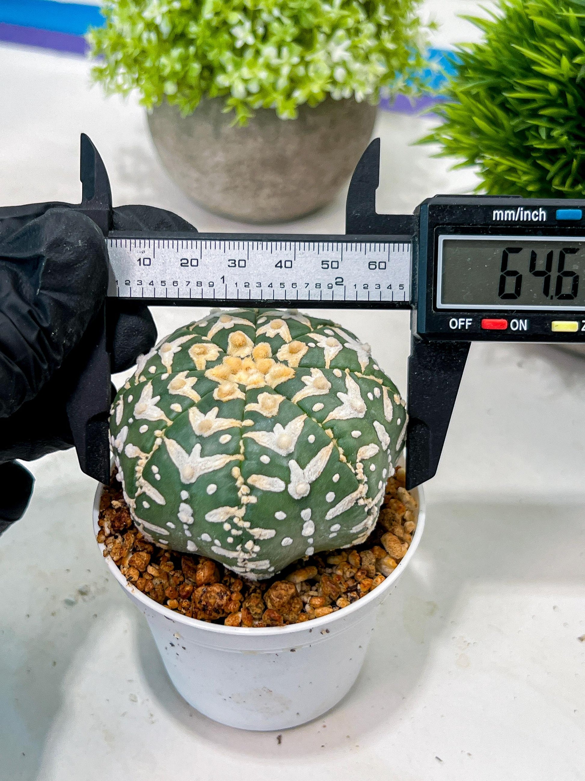 Custom Order- We’ll send you the exact live plant pictured (T3) (o4) | Vegas Seller | 3" Pot