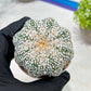 Custom Order- We’ll send you the exact live plant pictured (T3) (o5) | USA Plant SHOP | 3" Pot