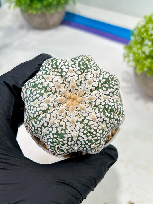 Custom Order- We’ll send you the exact live plant pictured (T3) (o5) | USA Plant SHOP | 3" Pot
