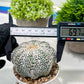 Custom Order- We’ll send you the exact live plant pictured (T3) (o5) | USA Plant SHOP | 3" Pot
