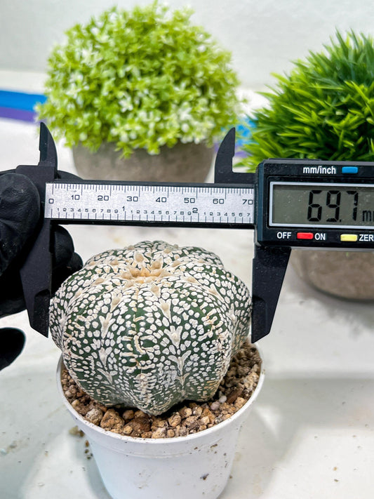 Custom Order- We’ll send you the exact live plant pictured (T3) (o5) | USA Plant SHOP | 3" Pot