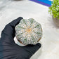 Custom Order- We’ll send you the exact live plant pictured (T3) (o5) | USA Plant SHOP | 3" Pot