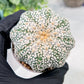 Custom Order- We’ll send you the exact live plant pictured (T3) (o5) | USA Plant SHOP | 3" Pot