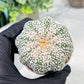 Custom Order- We’ll send you the exact live plant pictured (T3) (o5) | USA Plant SHOP | 3" Pot