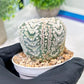Custom Order- We’ll send you the exact live plant pictured (T3) (o6) | Ship from USA | 3" Pot