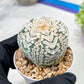 Custom Order- We’ll send you the exact live plant pictured (T3) (o6) | Ship from USA | 3" Pot