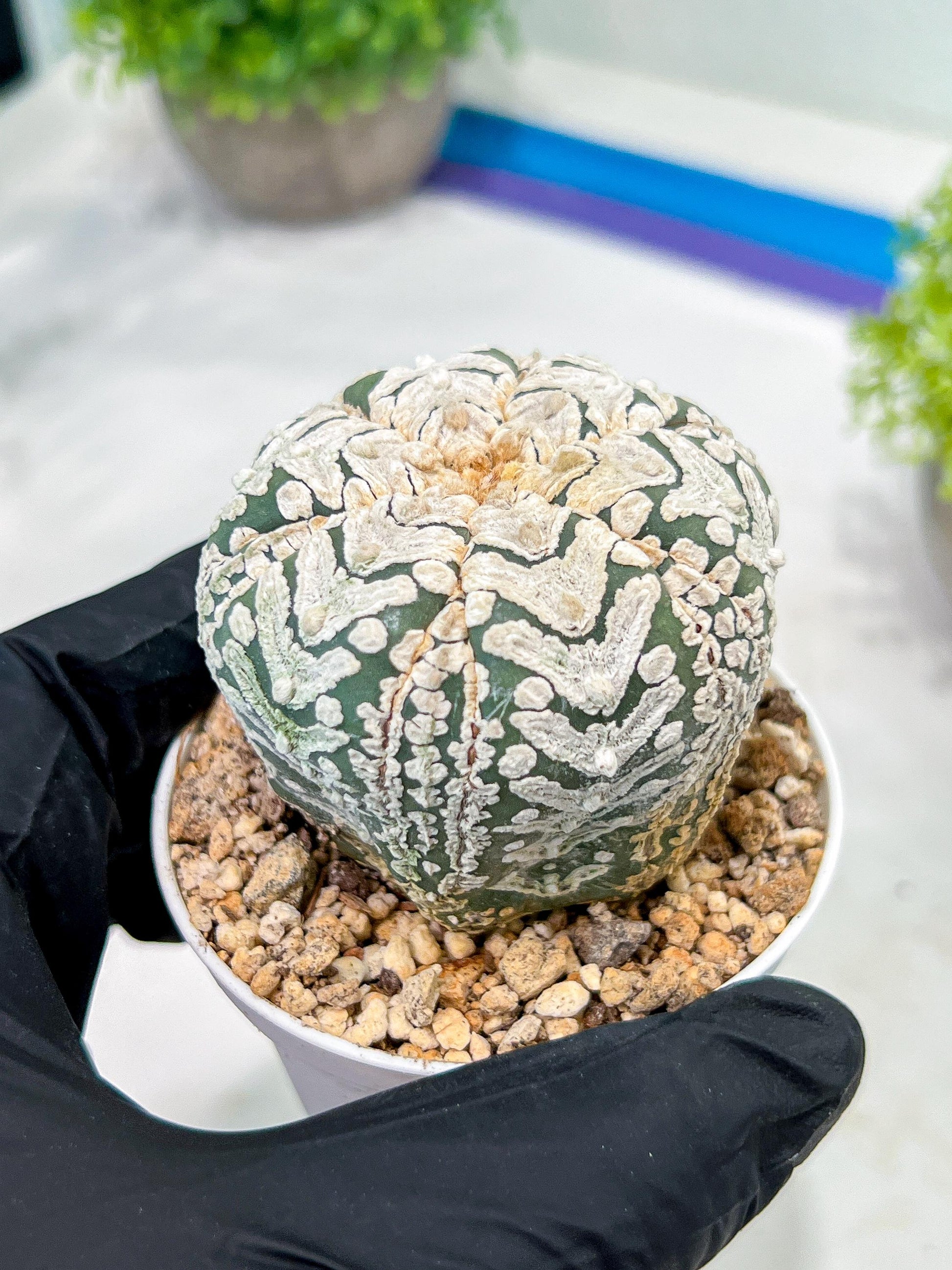 Custom Order- We’ll send you the exact live plant pictured (T3) (o6) | Ship from USA | 3" Pot