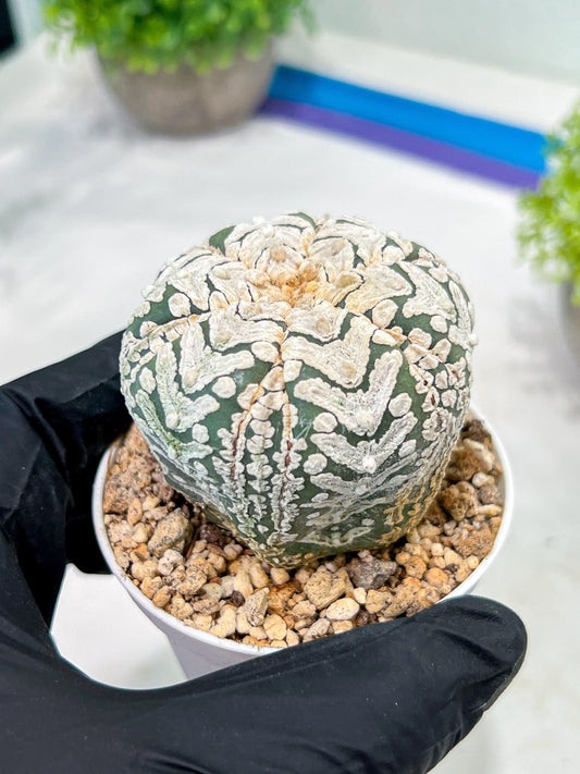 Custom Order- We’ll send you the exact live plant pictured (T3) (o6) | Ship from USA | 3" Pot