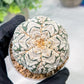 Custom Order- We’ll send you the exact live plant pictured (T3) (o6) | Ship from USA | 3" Pot