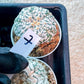 Custom Order- We’ll send you the exact live plant pictured (T3) (o7) | Las Vegas Seller | 3" Pot