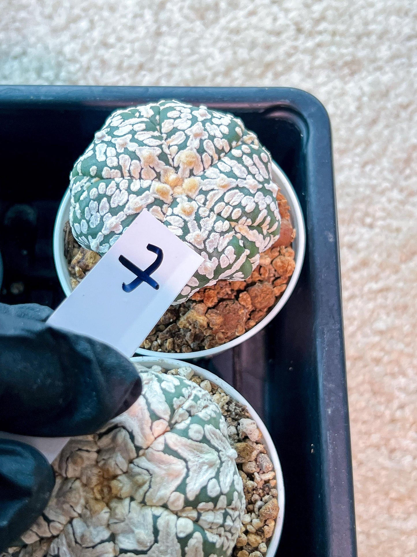 Custom Order- We’ll send you the exact live plant pictured (T3) (o7) | Las Vegas Seller | 3" Pot