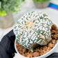 Custom Order- We’ll send you the exact live plant pictured (T3) (o7) | Las Vegas Seller | 3" Pot