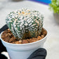 Custom Order- We’ll send you the exact live plant pictured (T3) (o7) | Las Vegas Seller | 3" Pot