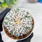 Custom Order- We’ll send you the exact live plant pictured (T3) (o7) | Las Vegas Seller | 3" Pot
