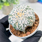 Custom Order- We’ll send you the exact live plant pictured (T3) (o7) | Las Vegas Seller | 3" Pot