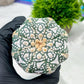 Custom Order- We’ll send you the exact live plant pictured (T4) (p1) | NEVADA Plant Seller | 3" Pot