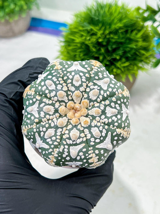Custom Order- We’ll send you the exact live plant pictured (T4) (p1) | NEVADA Plant Seller | 3" Pot