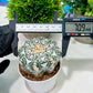 Custom Order- We’ll send you the exact live plant pictured (T4) (p1) | NEVADA Plant Seller | 3" Pot