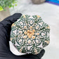 Custom Order- We’ll send you the exact live plant pictured (T4) (p1) | NEVADA Plant Seller | 3" Pot