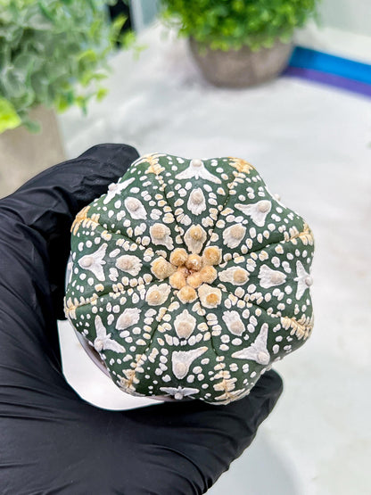 Custom Order- We’ll send you the exact live plant pictured (T4) (p1) | NEVADA Plant Seller | 3" Pot