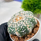 Custom Order- We’ll send you the exact live plant pictured (T4) (p2) | USA Plant Seller | 3" Pot