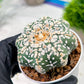 Custom Order- We’ll send you the exact live plant pictured (T4) (p2) | USA Plant Seller | 3" Pot
