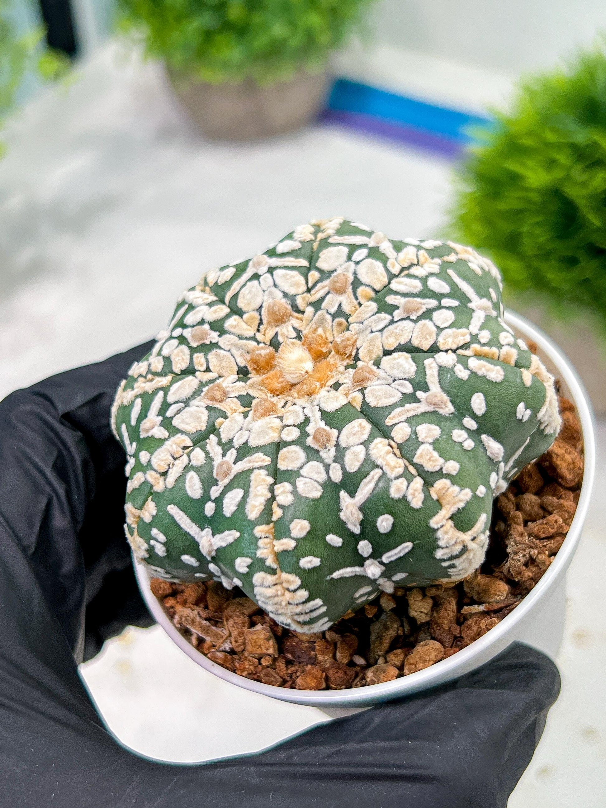 Custom Order- We’ll send you the exact live plant pictured (T4) (p2) | USA Plant Seller | 3" Pot