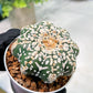 Custom Order- We’ll send you the exact live plant pictured (T4) (p2) | USA Plant Seller | 3" Pot