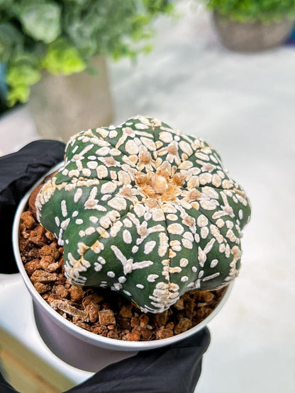 Custom Order- We’ll send you the exact live plant pictured (T4) (p2) | USA Plant Seller | 3" Pot