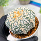Custom Order- We’ll send you the exact live plant pictured (T4) (p4) | Vegas Plant Shop | 3" Pot
