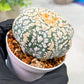 Custom Order- We’ll send you the exact live plant pictured (T4) (p4) | Vegas Plant Shop | 3" Pot