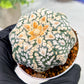 Custom Order- We’ll send you the exact live plant pictured (T4) (p4) | Vegas Plant Shop | 3" Pot