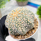Custom Order- We’ll send you the exact live plant pictured (T4) (p5) | USA Plant SHOP | 3" Pot