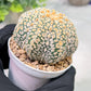 Custom Order- We’ll send you the exact live plant pictured (T4) (p5) | USA Plant SHOP | 3" Pot